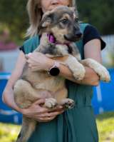 Щенки ищут дом