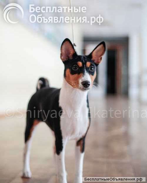 Щенок басенджи