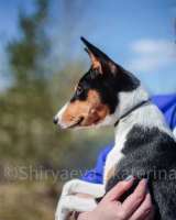 Щенок басенджи