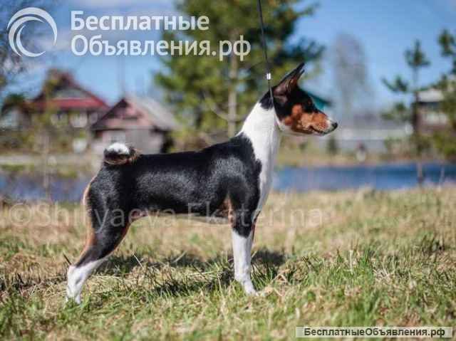 Щенок басенджи