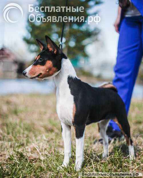 Щенок басенджи