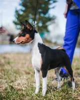 Щенок басенджи