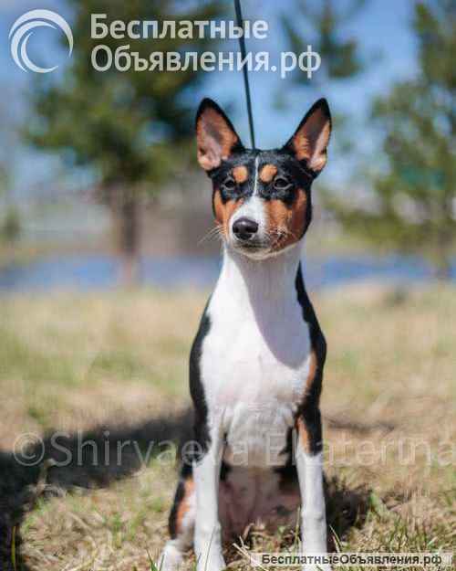 Щенок басенджи