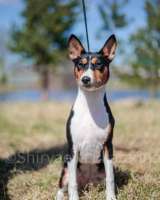 Щенок басенджи