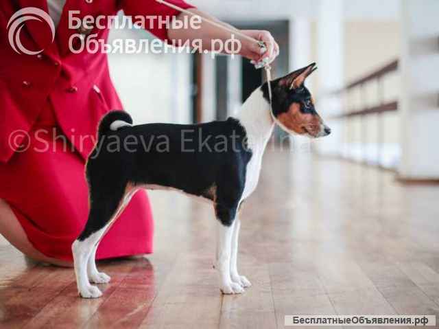 Щенок басенджи