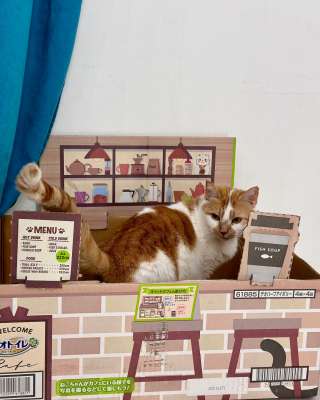 Кошка Муля ищет дом