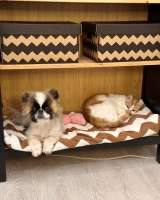 Кошка Муля ищет дом