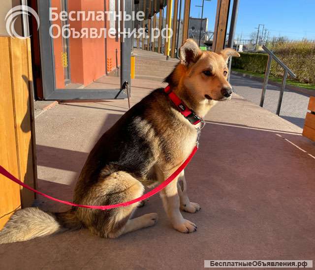 Песик для души, красивый, ласковый мальчик Пино в добрые руки