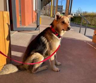 Песик для души, красивый, ласковый мальчик Пино в добрые руки