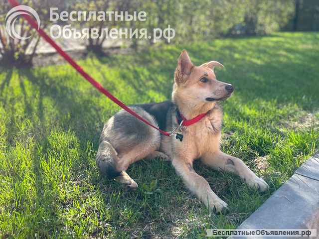 Песик для души, красивый, ласковый мальчик Пино в добрые руки