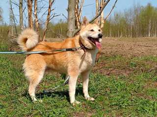 Хозяева сдали ее на усыпление Фенотип сиба-ину Дайва ищет дом