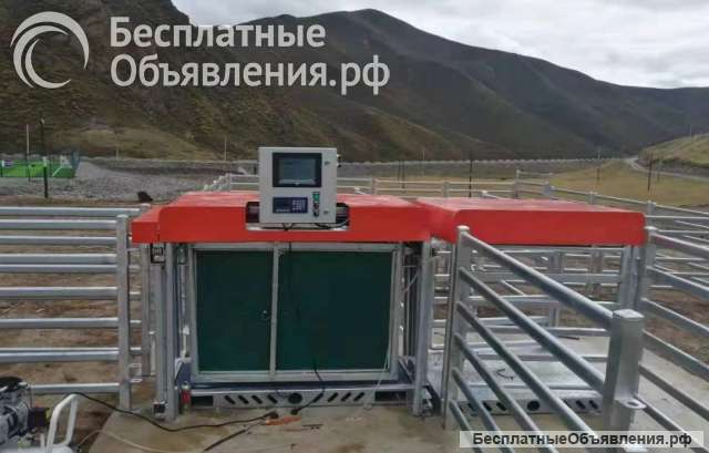 Автоматическая Станция взвешивания и сортировки овец