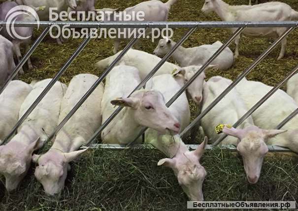 Кормовая диагональная решетка для коз овец МРС