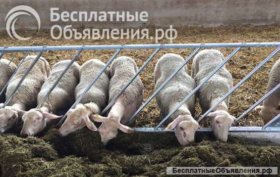 Кормовая диагональная решетка для коз овец МРС