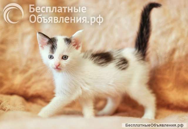 Котята - выбираем себе пушистого друга
