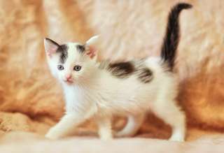 Котята - выбираем себе пушистого друга