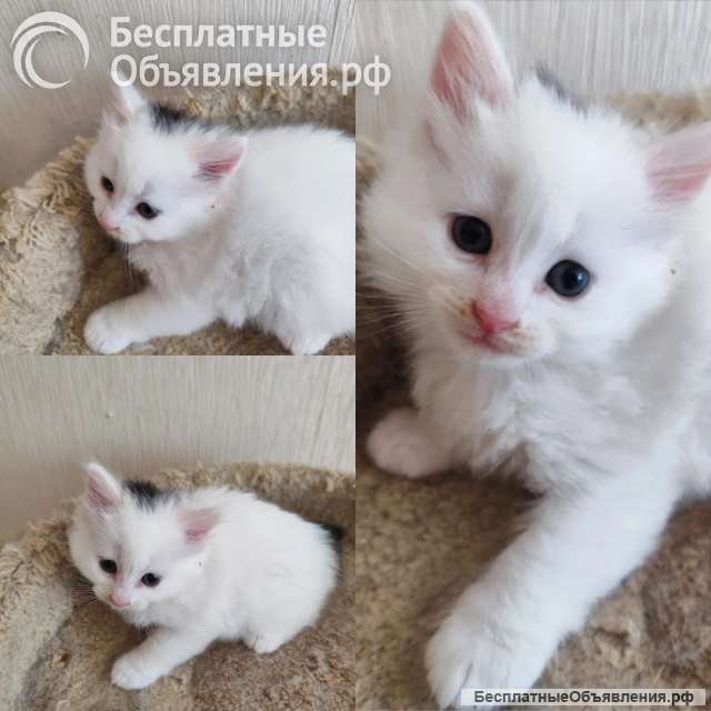 Котята - выбираем себе пушистого друга