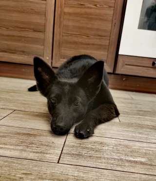 Миниатюрная и изящная девочка собачка спасена из ада и ищет себе семью