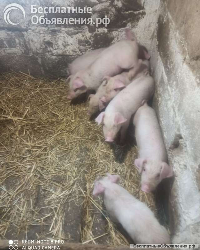 КАСТРИРОВАННЫЕ поросята