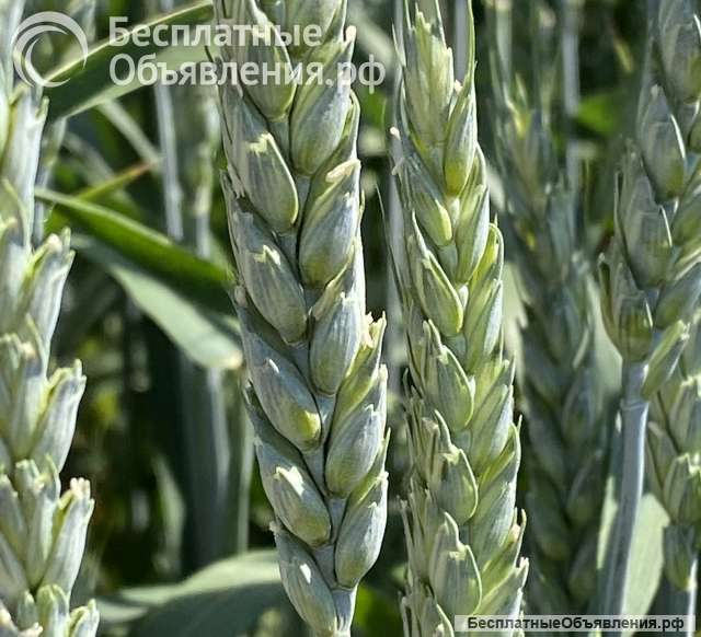 Семена пшеницы озимой купить Агрофак100 Алексеич Ахмат Безостая 100 Герда Граф Гром Гомер Еланчик