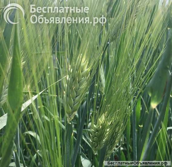 Семена ячменя озимого купить Виват Ерема Маруся Тимофей Фокс 1