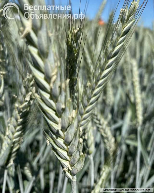 Семена тритикале озимой купить Илия Тихон Хлебороб Торнадо Слон