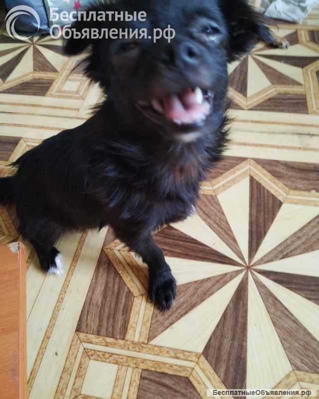 Чихуахуа щеночки в хорошие руки