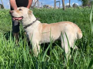 Красавица Дуся, девочка Среднеазиатской овчарки в добрые руки