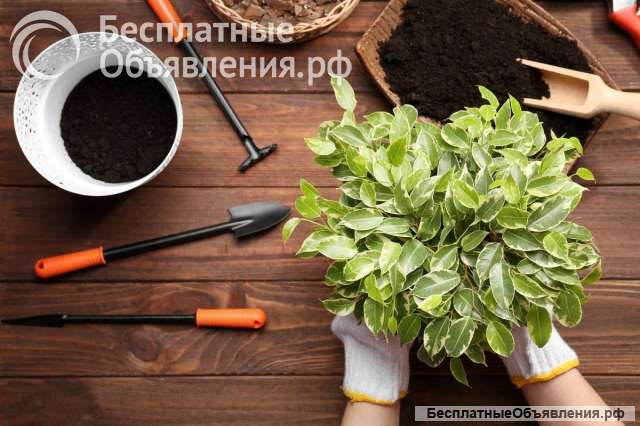 Консультации по уходу за комнатными растениями