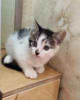 Котенок ищет дом