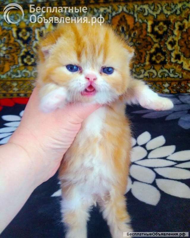 Персидские котята