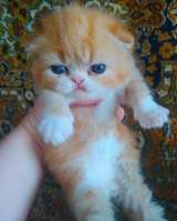 Персидские котята