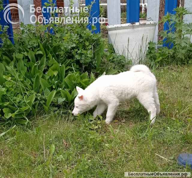 Щенки западносибирской лайки