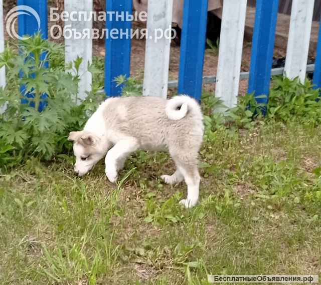 Щенки западносибирской лайки