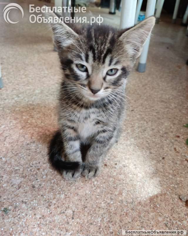 Коты ищют дом
