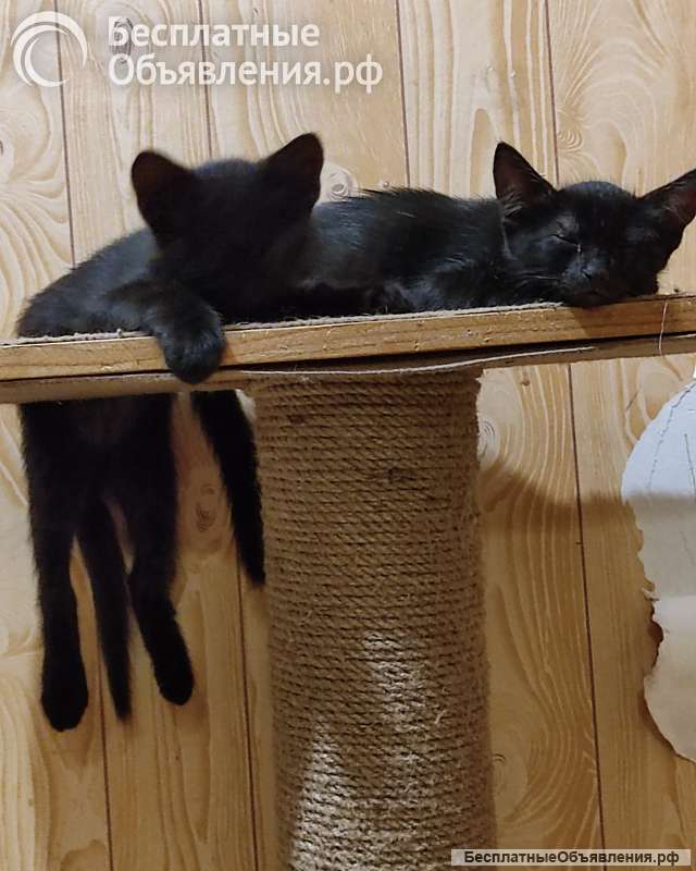 Коты ищют дом