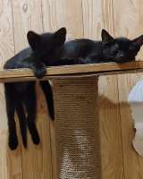 Коты ищют дом