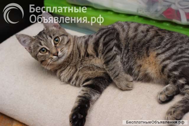 Ласковая 6 мес кошечка Уля в поиске семьи