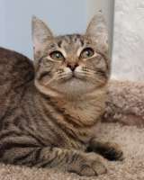 Ласковая 6 мес кошечка Уля в поиске семьи