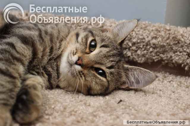 Ласковая 6 мес кошечка Уля в поиске семьи