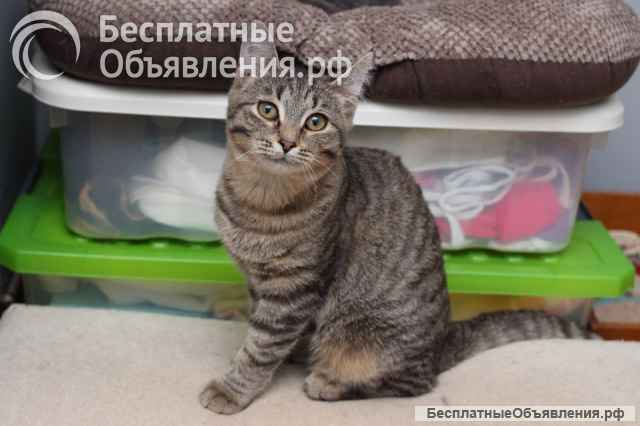 Ласковая 6 мес кошечка Уля в поиске семьи