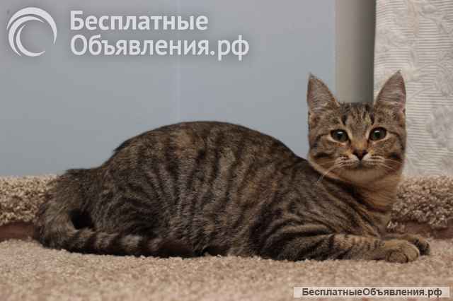 Ласковая 6 мес кошечка Уля в поиске семьи