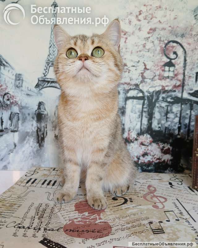 Британская золотая