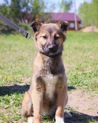 Айла ищет доброе сердце