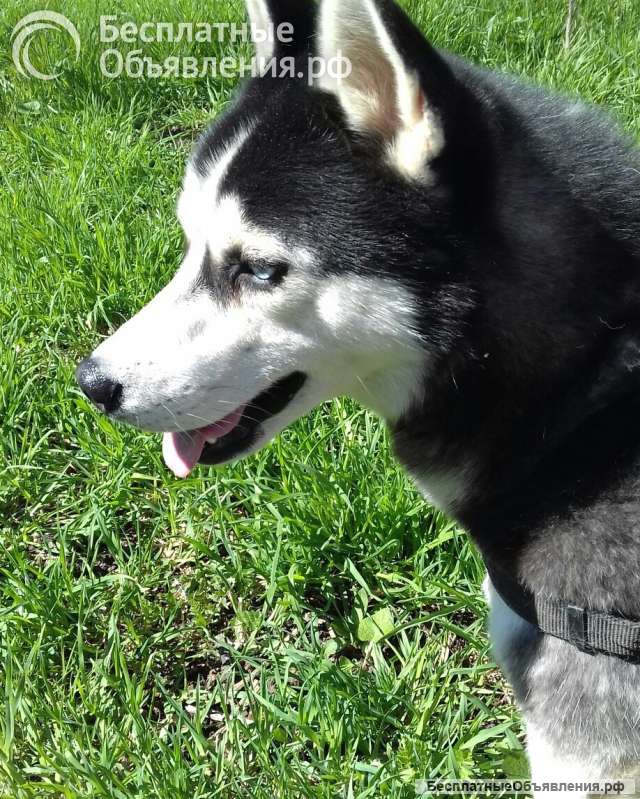 Отдам в добрые руки