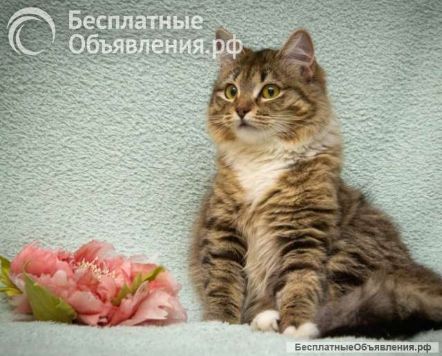 Асю бросили и ей нужен дом