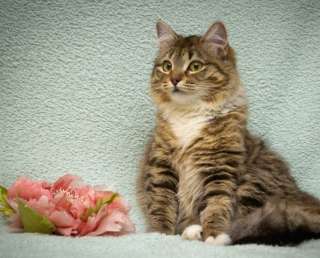 Асю бросили и ей нужен дом