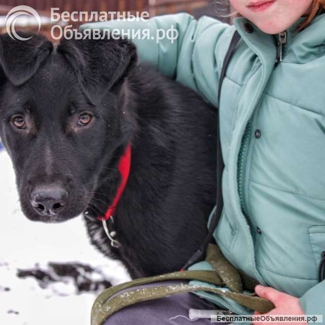 Статный 10 мес щенок Арче в добрые руки Обожает детей