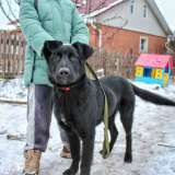 Статный 10 мес щенок Арче в добрые руки Обожает детей