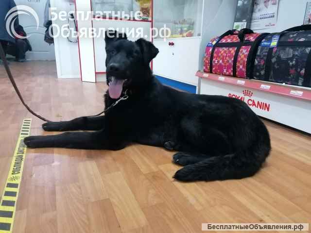 Статный 10 мес щенок Арче в добрые руки Обожает детей